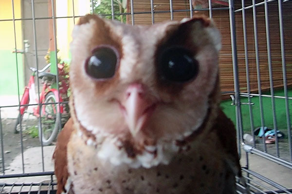 The Wildlife Authority (BBKSDA-SU) and Partner Rescue a Little Barn Owl in Besitang, Langkat, Sumatra  (September 12, 2020)